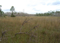 p2007 01 sony 01397m