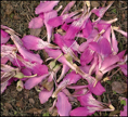 p2009 10 l 01771ms