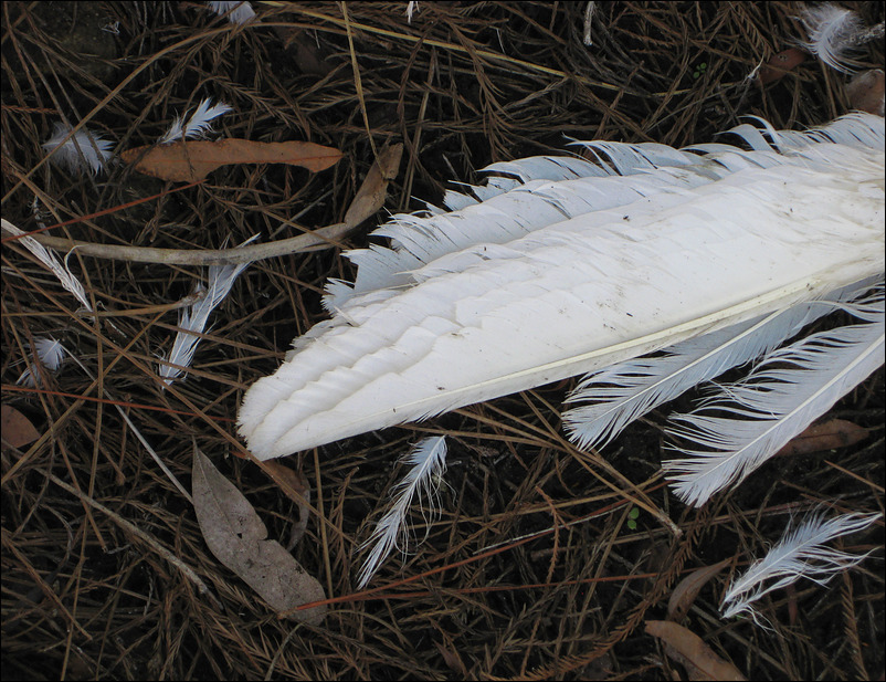p2011 01 c 6385m