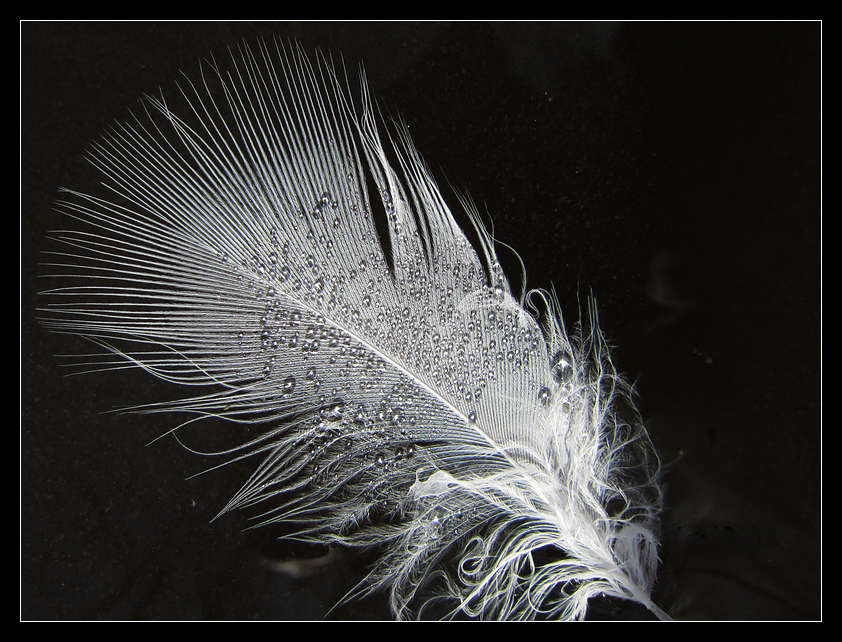 p2012 01 c500 0656m