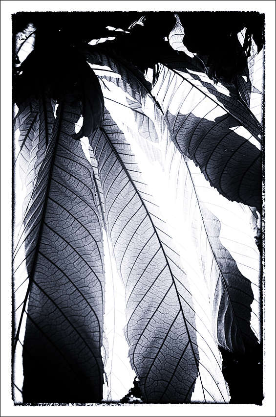 p2012 12 x2 30961m